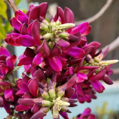 Evergreen Wisteria