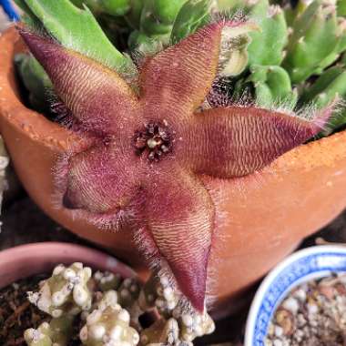 Starfish flower