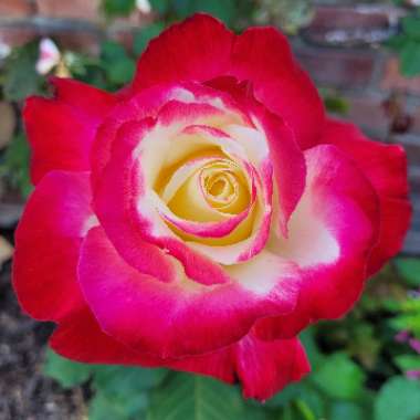 Rose 'Double Delight'