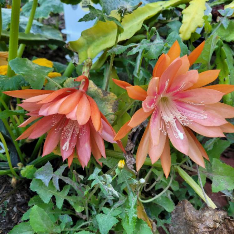 plant image 1691816 plant image 1691816