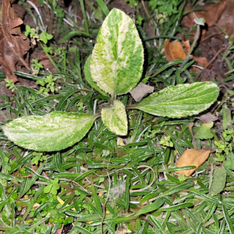 plant image 1695055 plant image 1695055