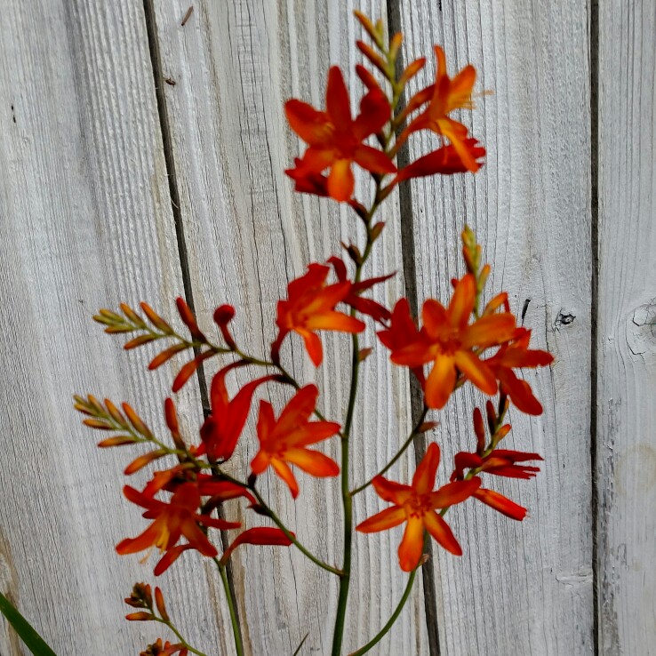 plant image 170172 plant image 170172