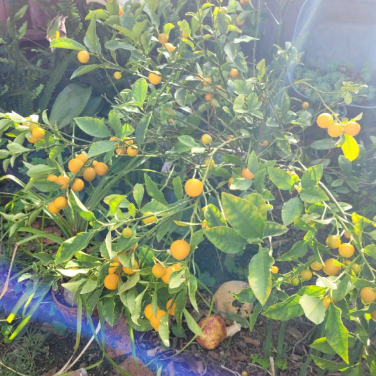 plant image 1702589 plant image 1702589