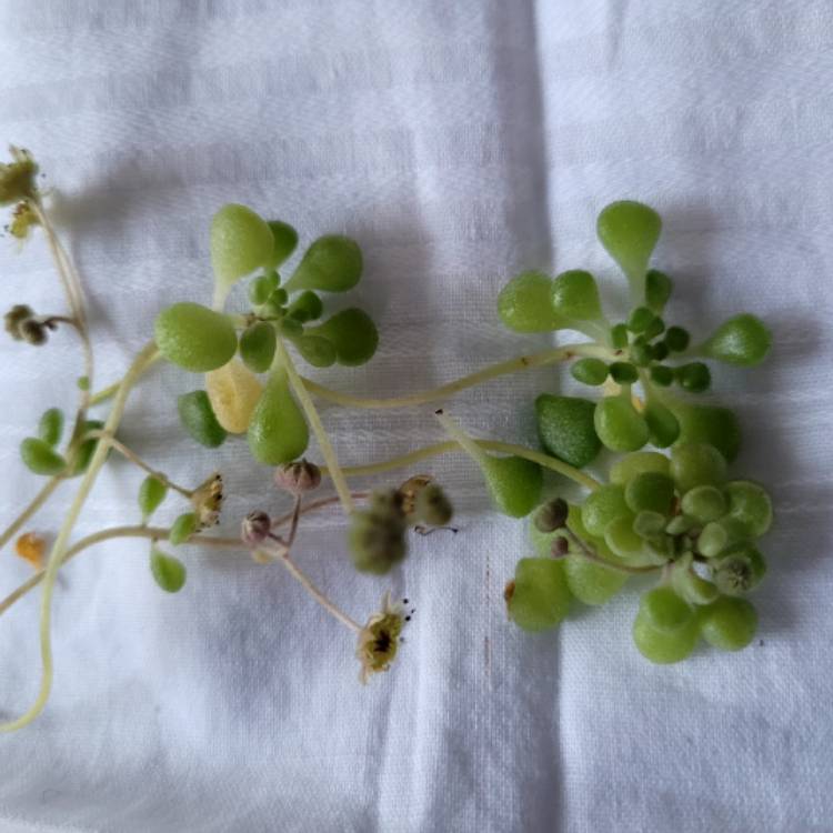 plant image 1702921 plant image 1702921