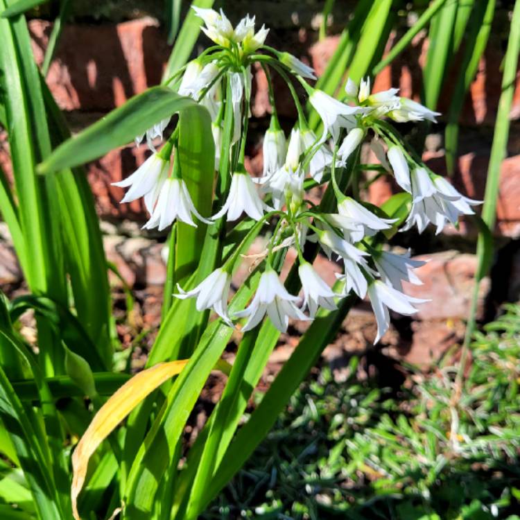 plant image 1704861