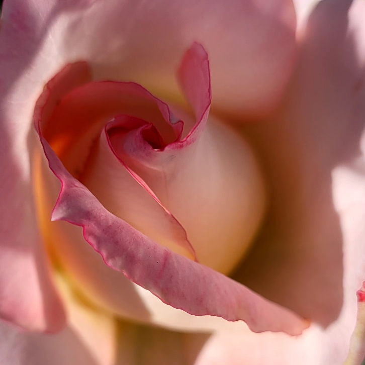 plant image 1715560 plant image 1715560