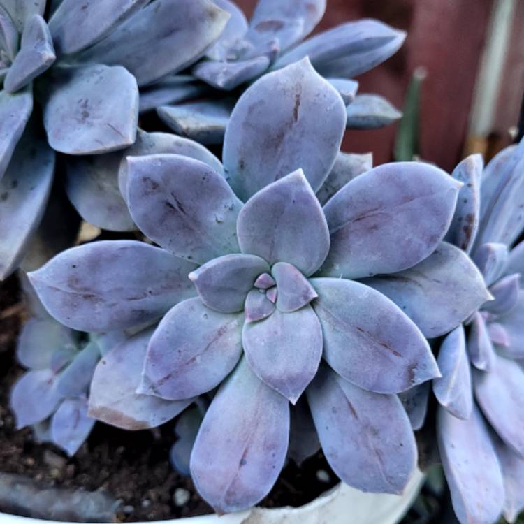 plant image 1723053 plant image 1723053