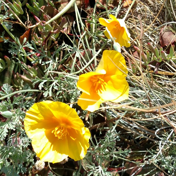 plant image 185404 plant image 185404