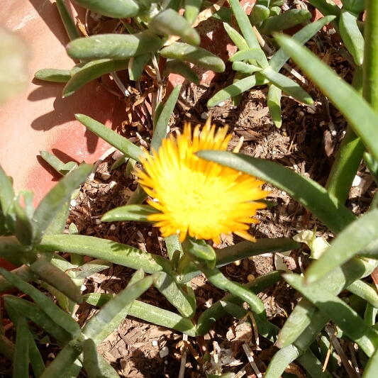 plant image 189680