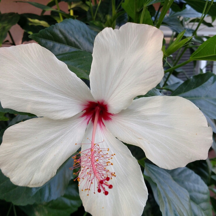 plant image 193670