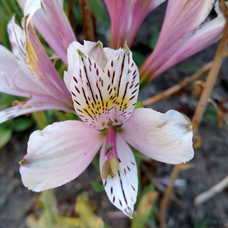 plant image 193718