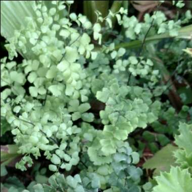 Adiantum Mairisii