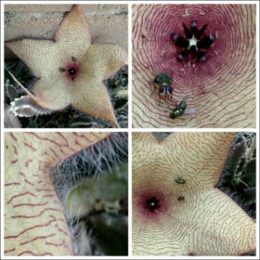 Stapelia gigantea
