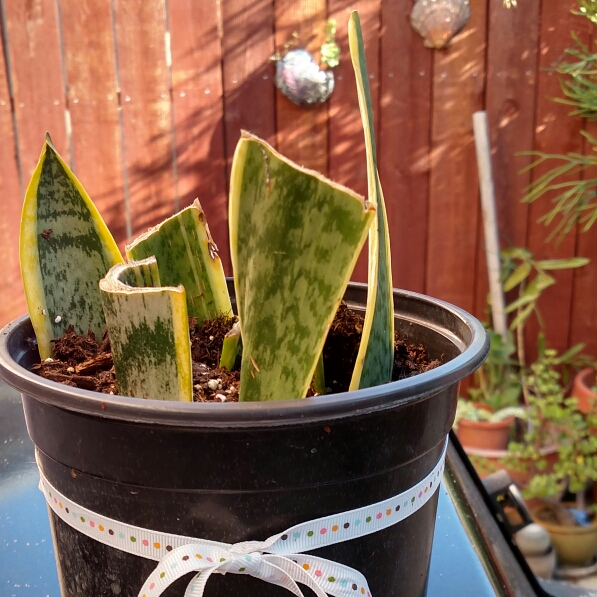 plant image 237949
