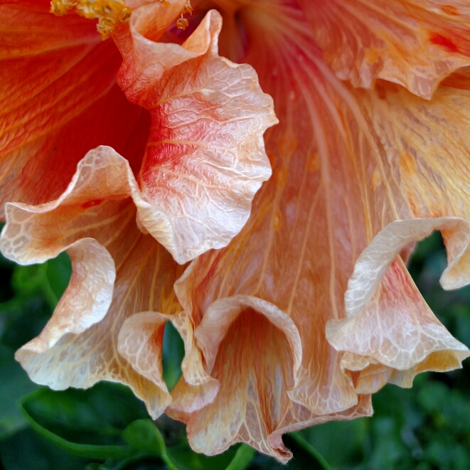 Plant image Hibiscus rosa-sinensis 'Fiesta'