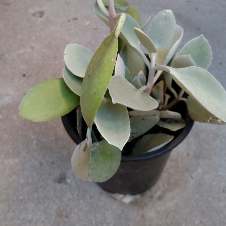 plant image 242939