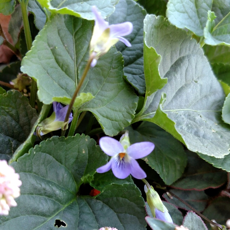 plant image 247466