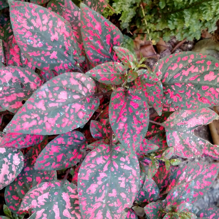 Hypoestes phyllostachya 'Splash Select Mix', Polka Dot Plant 'Splash ...