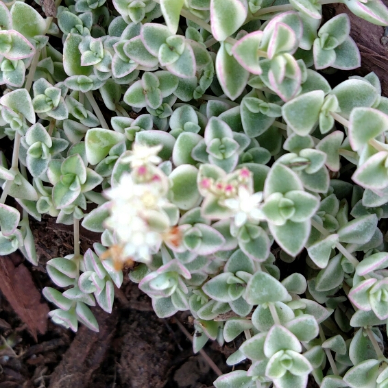 plant image 262218 plant image 262218