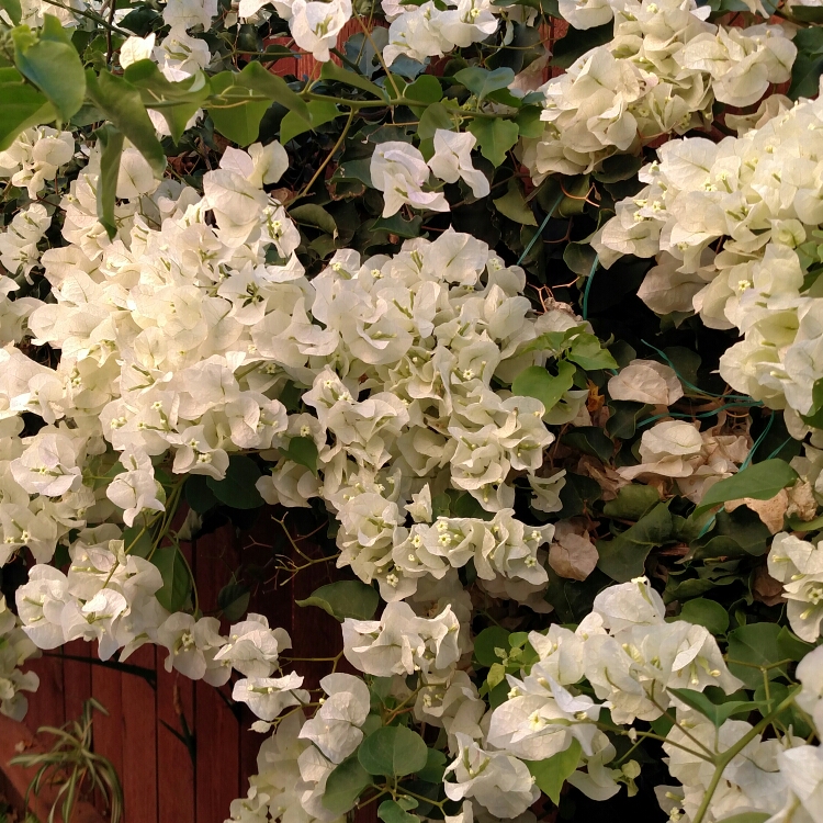 plant image 272592