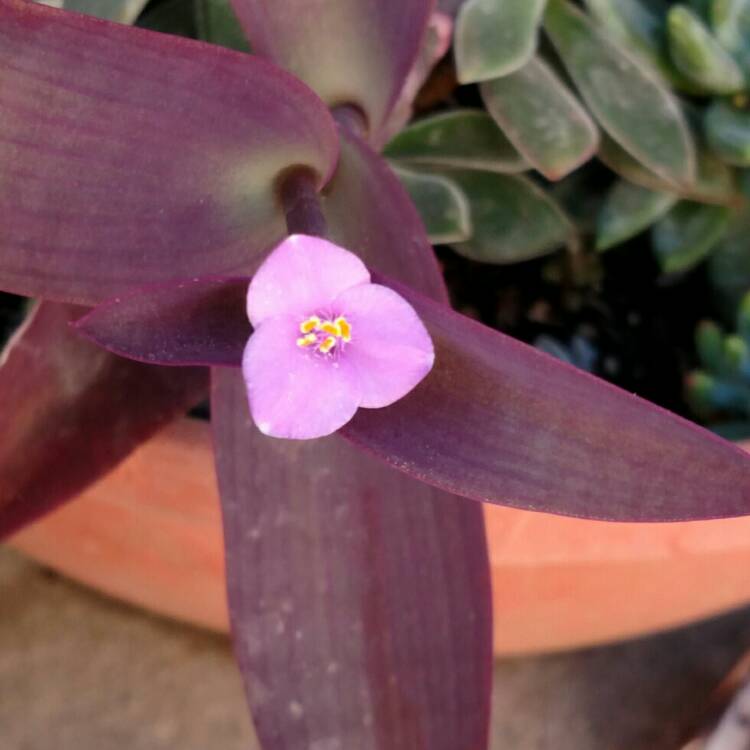 plant image 272965 plant image 272965