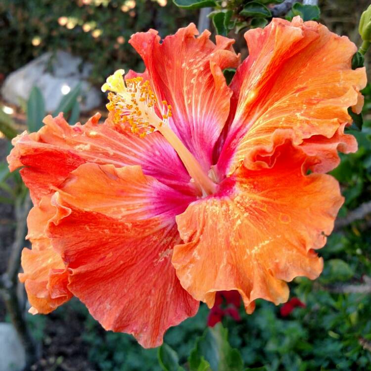 Plant image Hibiscus rosa-sinensis 'Fiesta'