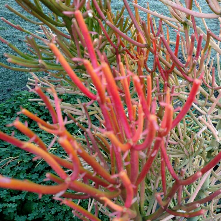 plant image 287494 plant image 287494