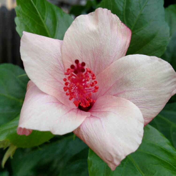 plant image 295947