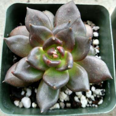 Echeveria Black Prince