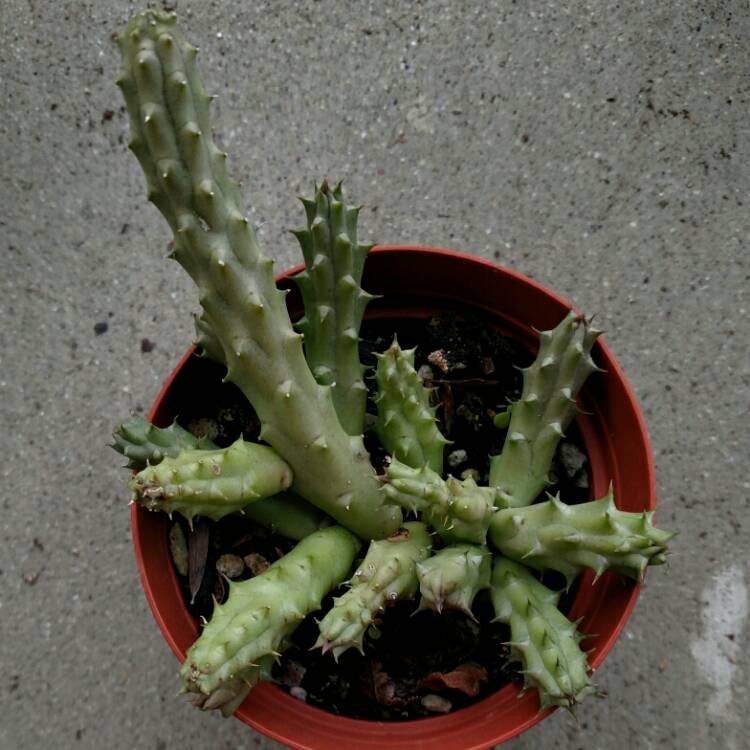 plant image 300934 plant image 300934