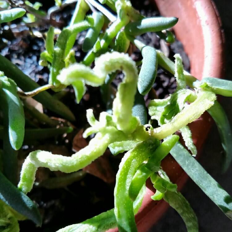 plant image 304391