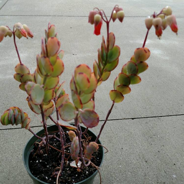 plant image 304395