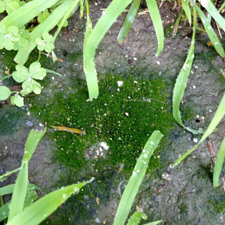 plant image 309200