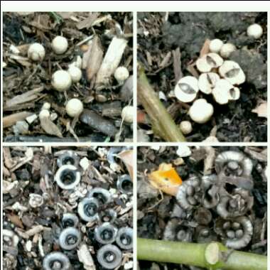 Various