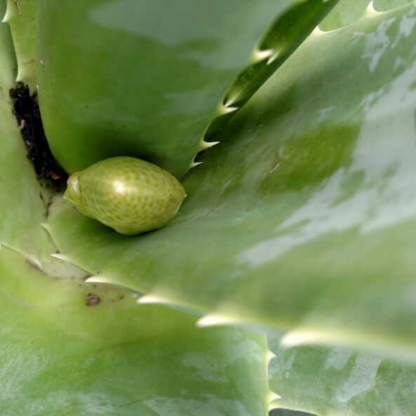 plant image 312781 plant image 312781