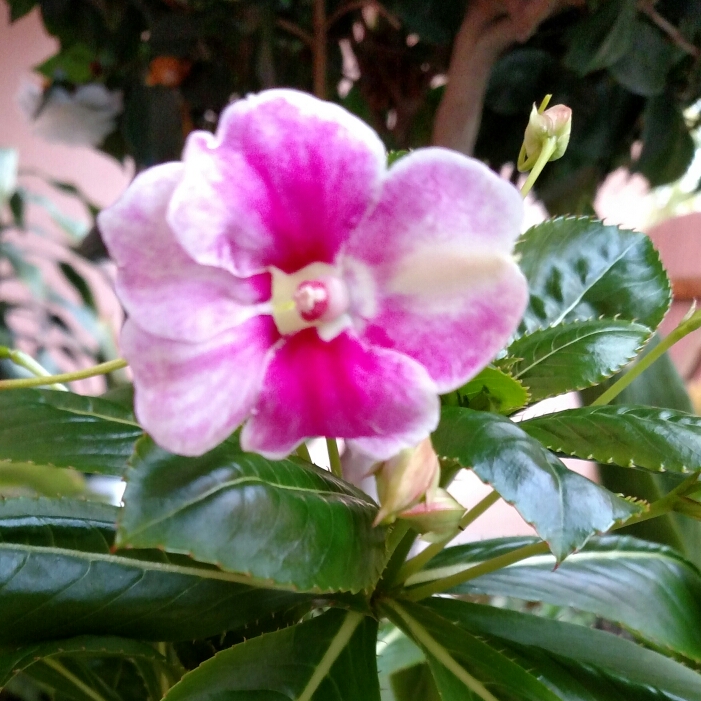 plant image 312879