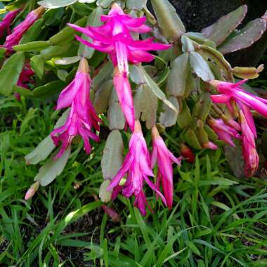 Schlumbergera x buckleyi