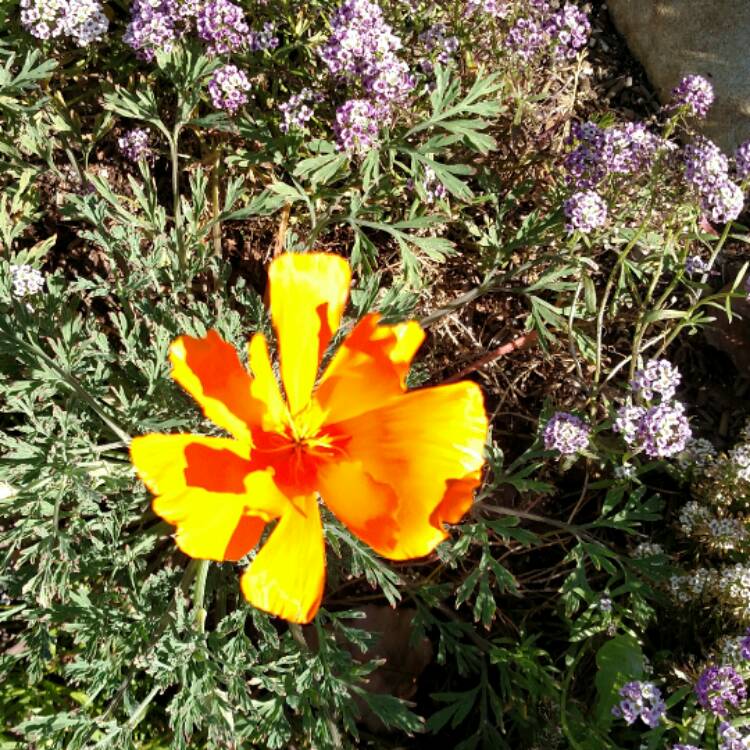 plant image 326322 plant image 326322