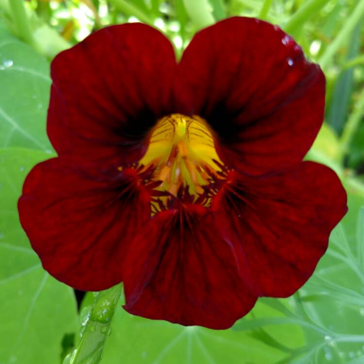 plant image 338346 plant image 338346