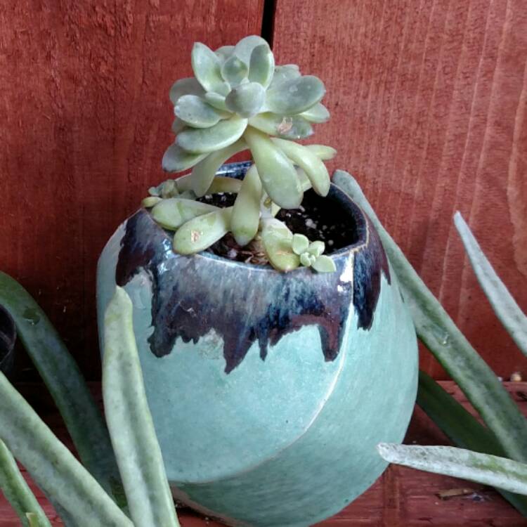 Plant image x Pachyveria Claire