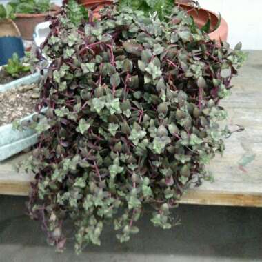 Crassula Pellucida subsp. Marginalis