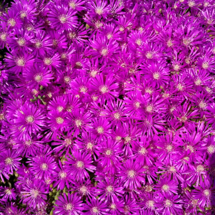 plant image 342032 plant image 342032