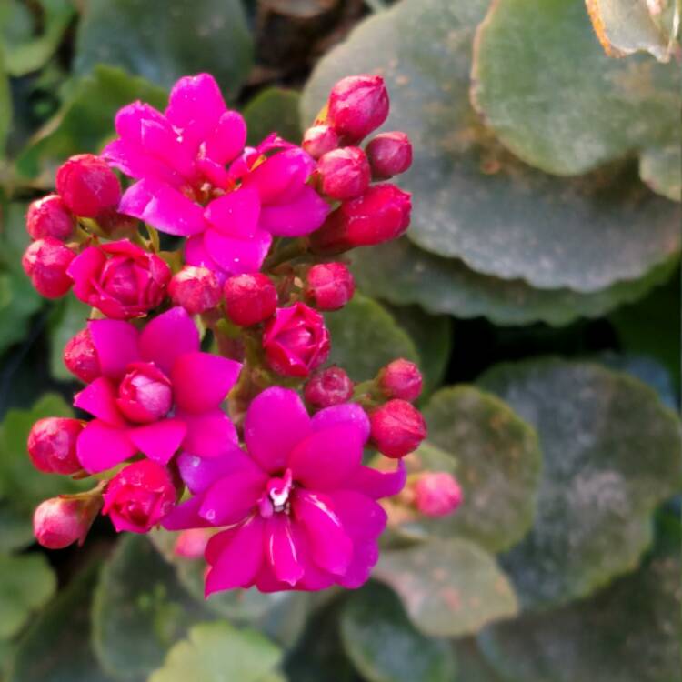 Plant image Kalanchoe blossfeldiana Pink Queen