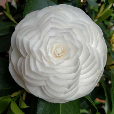 Camellia japonica 'White by the gate'