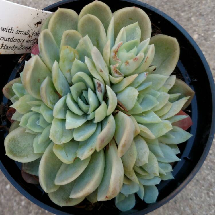 plant image 357902