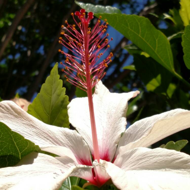 plant image 377842