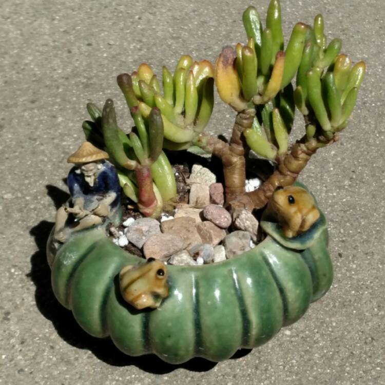 plant image 382467
