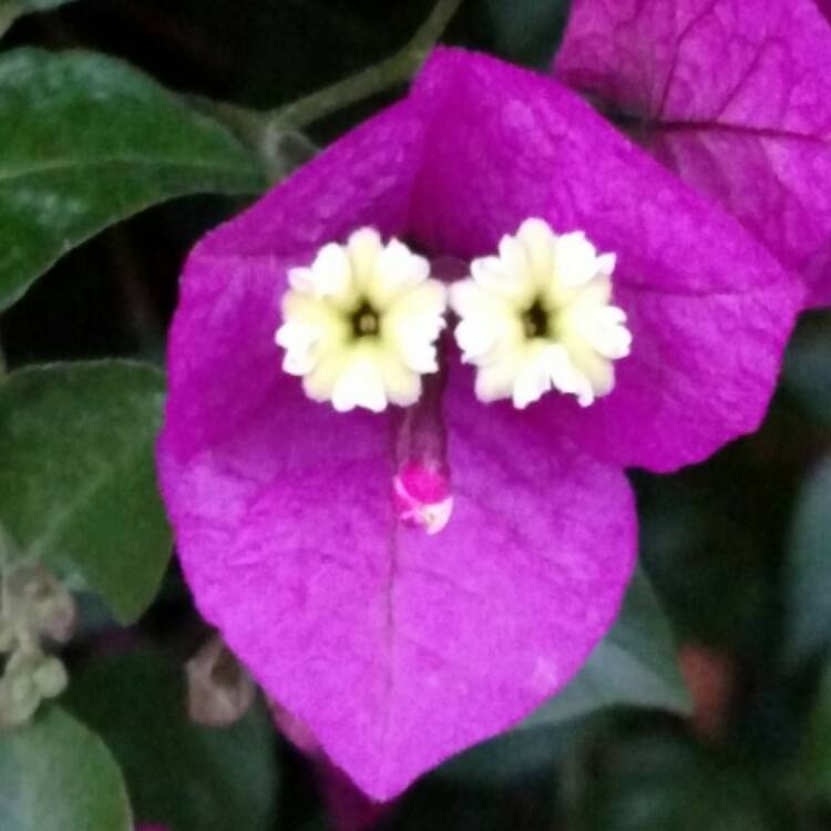 plant image 390108