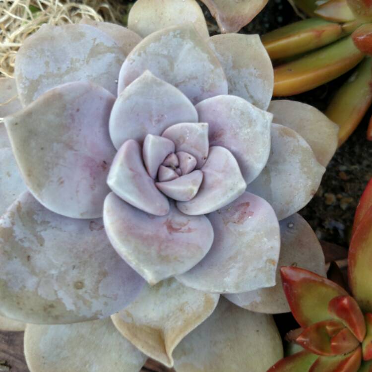 plant image 390846