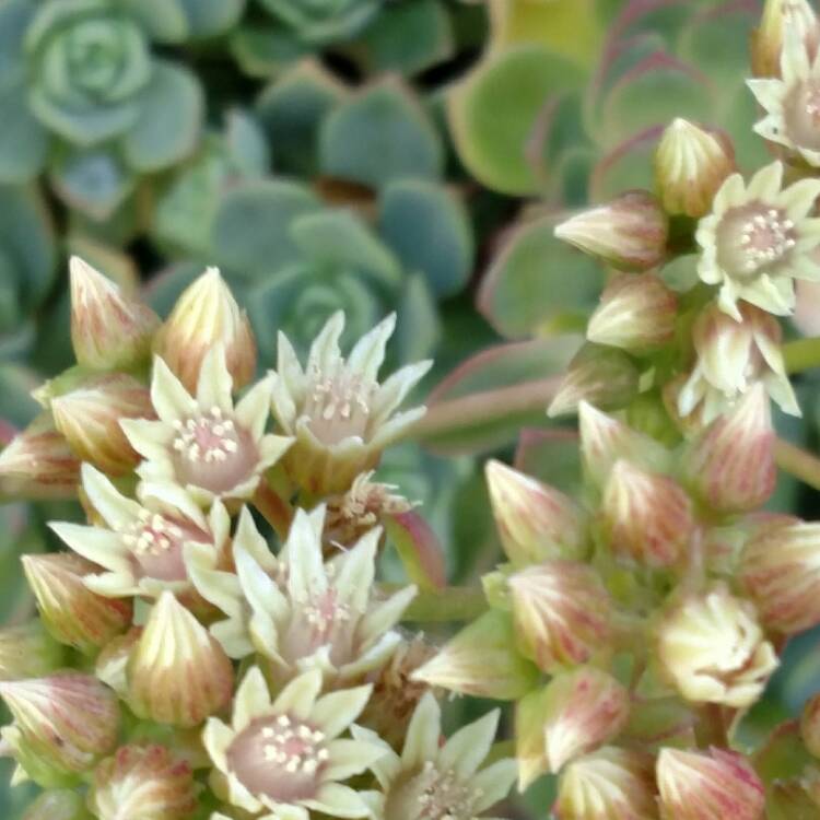 plant image 392361